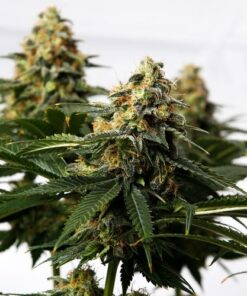 Pusherstreet No.1 - 5-pack