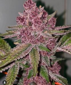 Queen of the South - 11-pack