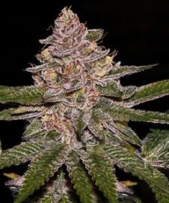 Radical Juice Auto - 5-pack