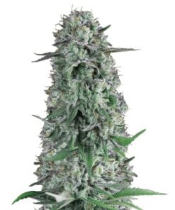 Rainbow Runtz Auto - 5-pack