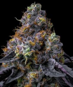Rainbow Sherbet