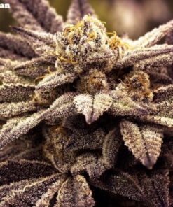 Rare Darkness - 12PACK