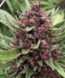 Raspberry Boogie - 6-pack