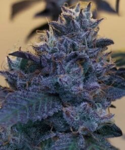 Raspberry Z - 7-pack