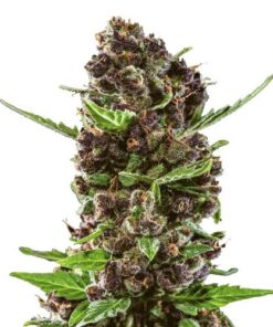 Red Chile Truffles - 5-pack