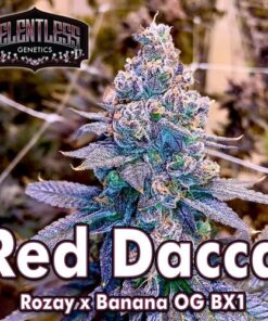 Red Dacca - 11-pack