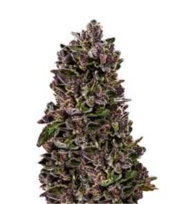 Red Pistachio Auto - 5-pack