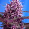 Red Poison Autoflowering