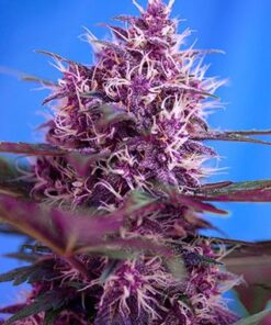 Red Poison Autoflowering