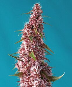 Red Pure Auto CBD