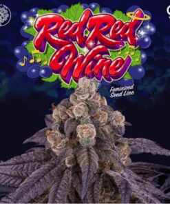 Red Red Wine - 6-pack