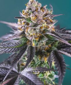 Red Strawberry Banana Auto