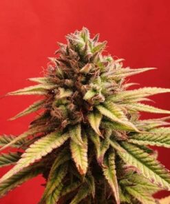 Redankulous - 6-pack