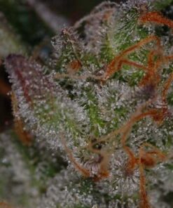 Ripped Bubba