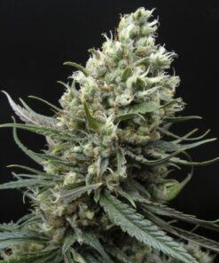 Ripper Haze - 5PACK