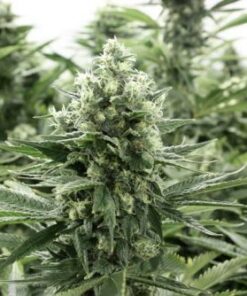 RLX Fire OG 2.0 - 6-pack