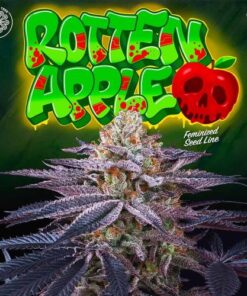 Rotten Apples - 6PACK