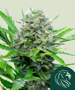 Royal Bluematic