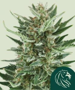 Royal Cheese Auto - 5-pack