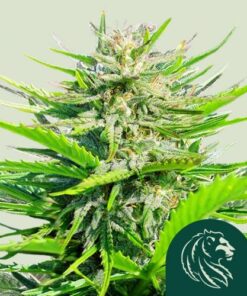 Royal Cheese (Fast Version)