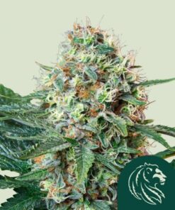 Royal Cookies