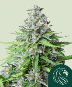 Royal Cookies Automatic