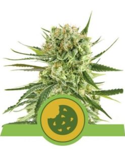 Royal Cookies Automatic - 5PACK