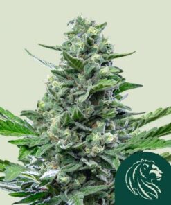 Royal Critical Automatic