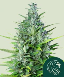 Royal Haze Automatic