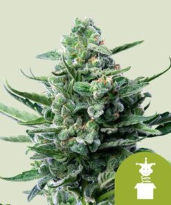 Royal Jack Auto