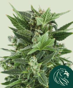 Royal Kush Automatic