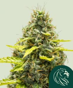 Royal Runtz Automatic