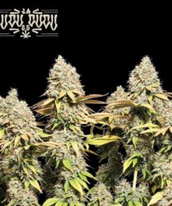 Rucu Cucu OG Auto