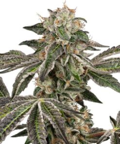 Runtz Automatic - 5-pack