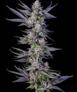 Runtz Carlton - 7-pack