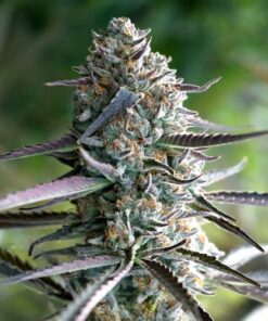 Runtz Fast Flowering - 5-pack