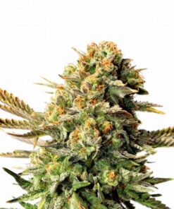 Russian Doll - 5PACK