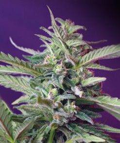 S.A.D. Auto (Sweet Afghani Delicious)