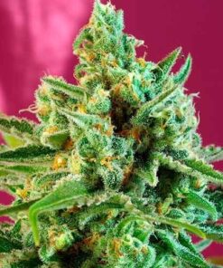 S.A.D. Sweet Afgani Delicious CBD