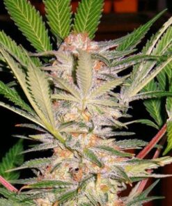 S.A.D.(Sweet Afghani Delicious S1) - Feminised Seeds