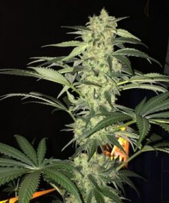 S.A.G.E. CBD - 5PACK