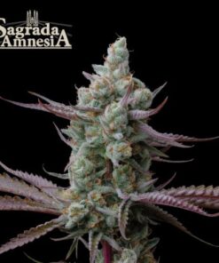 Sagrada Amnesia