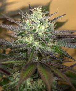 Sapphire OG - 3-pack