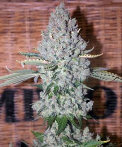 Sativa Des Rois - 5-pack