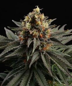 Sativa Dream - 5-pack