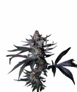 Satzuma Revenge - 5-pack