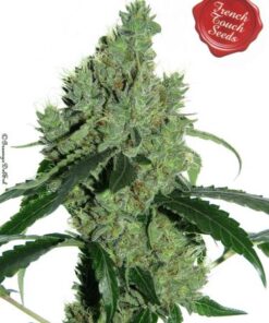 Senmbelek Cookie - 5-pack