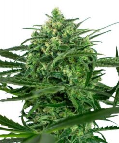 Sensi Amnesia