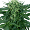 Sensi Amnesia Auto