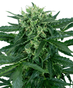 Sensi Amnesia Auto
